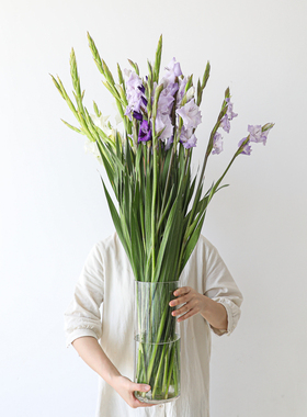 唐菖蒲多色剑兰紫色高级感鲜切氛围感桌面客厅插花节日鲜花顺丰