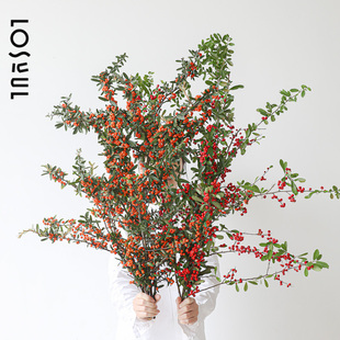 火把果鲜切火棘果带刺火野奢小众红色鲜花观果冬青家用水培高级感