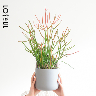 珊瑚树火焰木光棍树多肉盆栽小众ins高级氛围感桌面绿植好养活