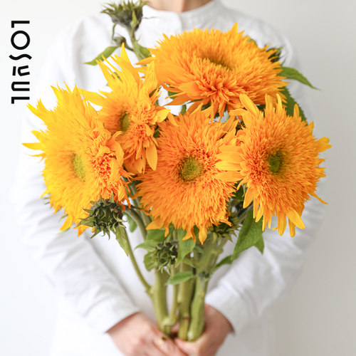 泰迪油画重瓣花野奢