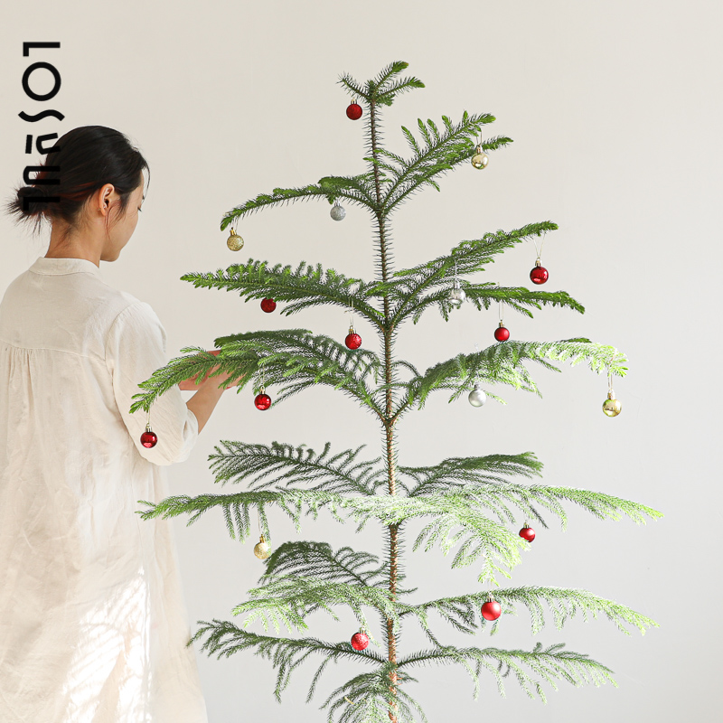 南洋杉圣诞树真树diy植物ins风