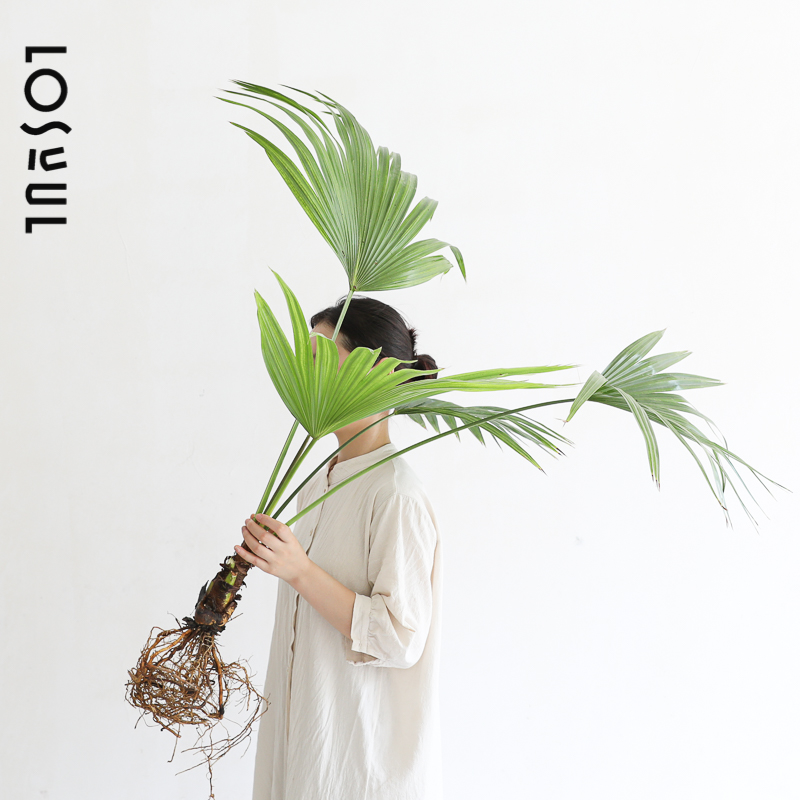 蒲葵带根水培大叶观叶常青绿植