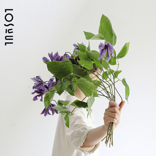 铁线 线莲鲜切花室内水培桌面插花小众花材Ins紫色鲜花一周一花花