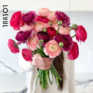 洋牡丹多色混色花束锦鲤鲜花鲜切重瓣氛围感高级感一周一花女神节