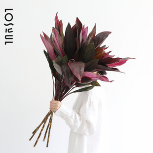 红叶朱蕉鲜切叶无根红铁紫叶富贵竹水培插花家用桌面摆件装饰客厅