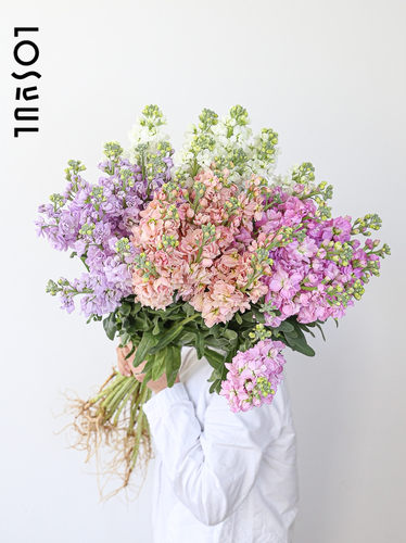 浓香型紫罗兰鲜切枝条