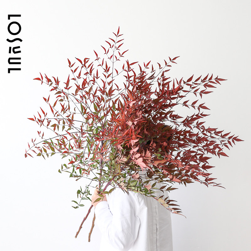 losuul乐需南天竹鲜切水培植物秋色侘寂风绿植室内装饰生活鲜花