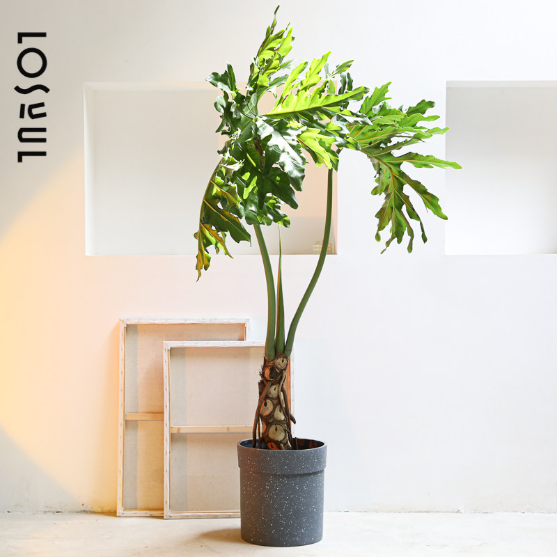 新品春羽龙鳞十年生老桩北欧网红绿植春雨植物老根造型室内外绿植