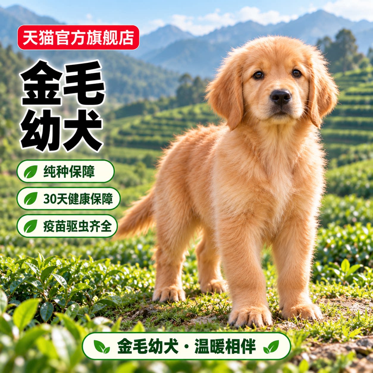 枫叶红家养看家活物便宜狗健康
