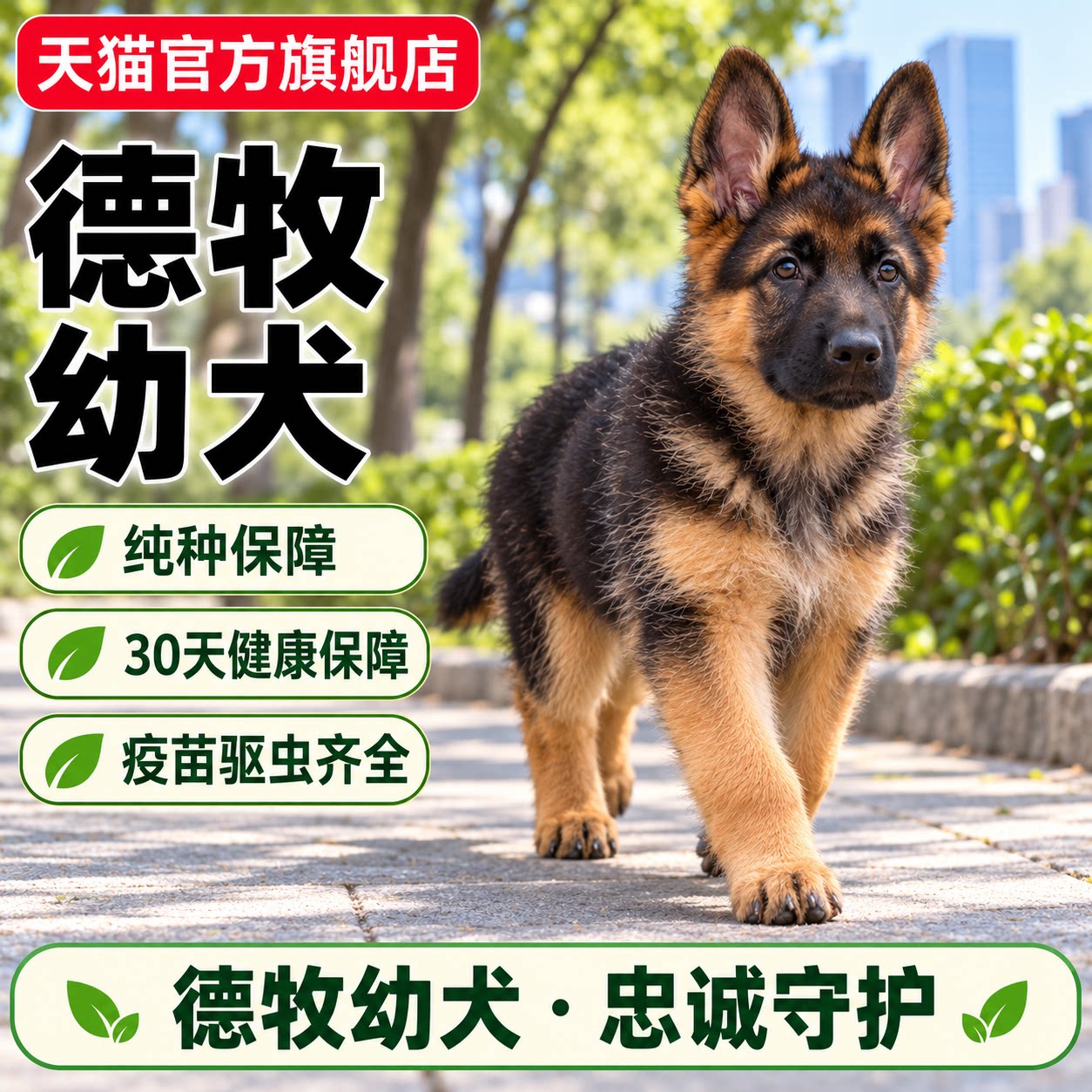 纯种德牧幼犬狼狗活物猛犬护院狗狗看家狗宠物体弓背平背高智商犬