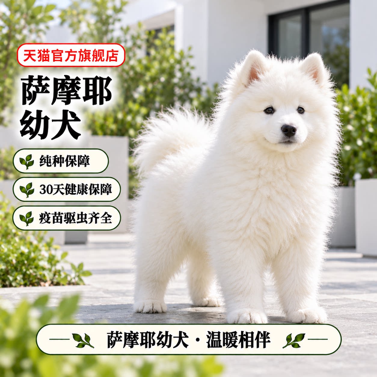 萨摩耶犬大型雪橇犬熊版萨摩宠物