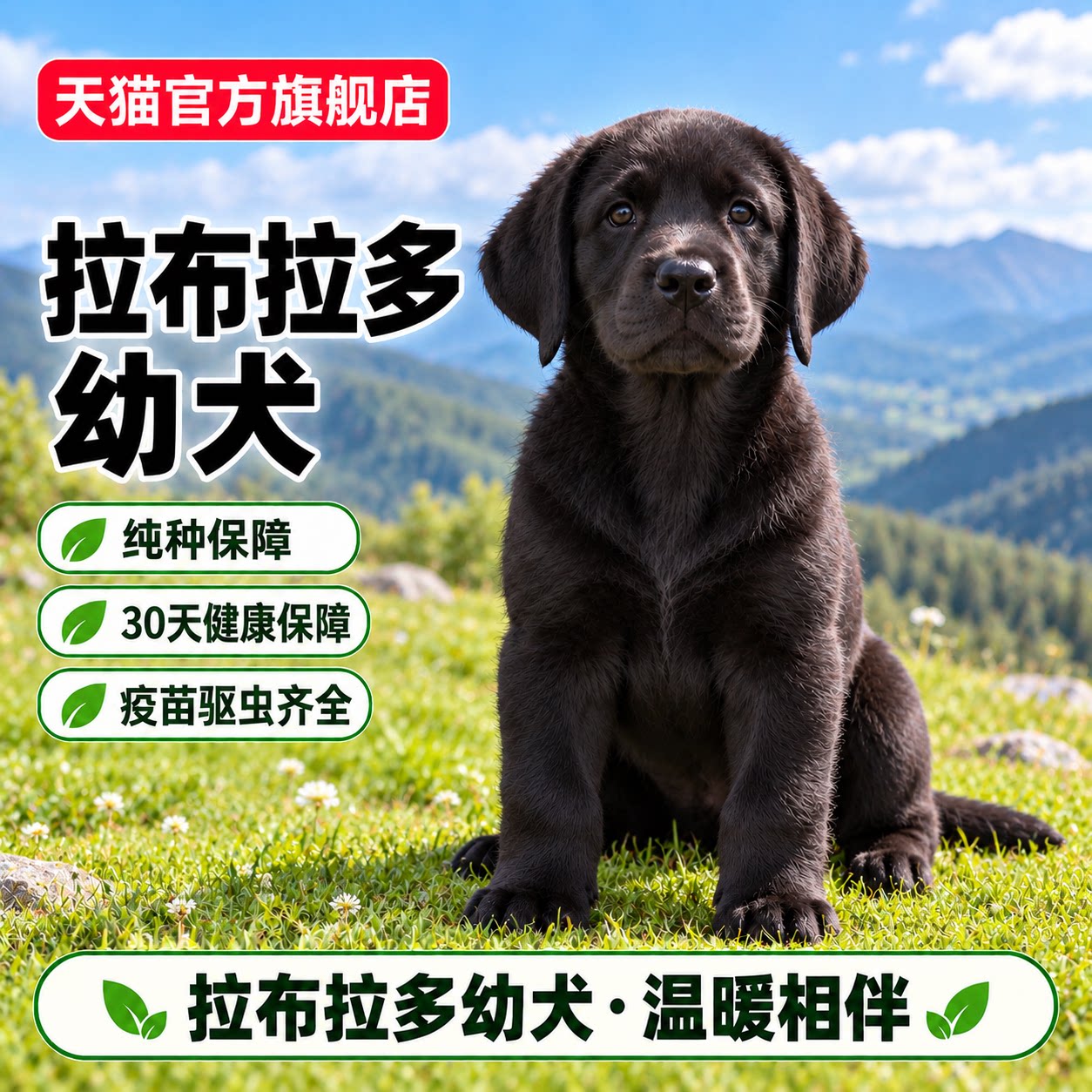 奶白色犬伴侣犬忠诚聪明小狗活泼