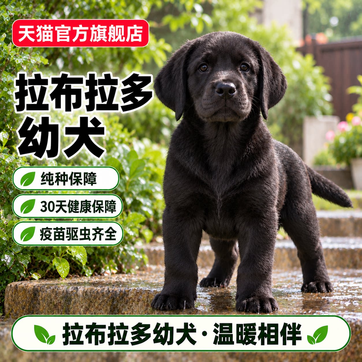 聪明警犬活体家养奶白色狗狗短毛