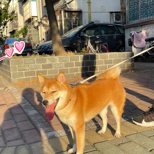 宠物犬狗崽狗正宗长不大狗短毛