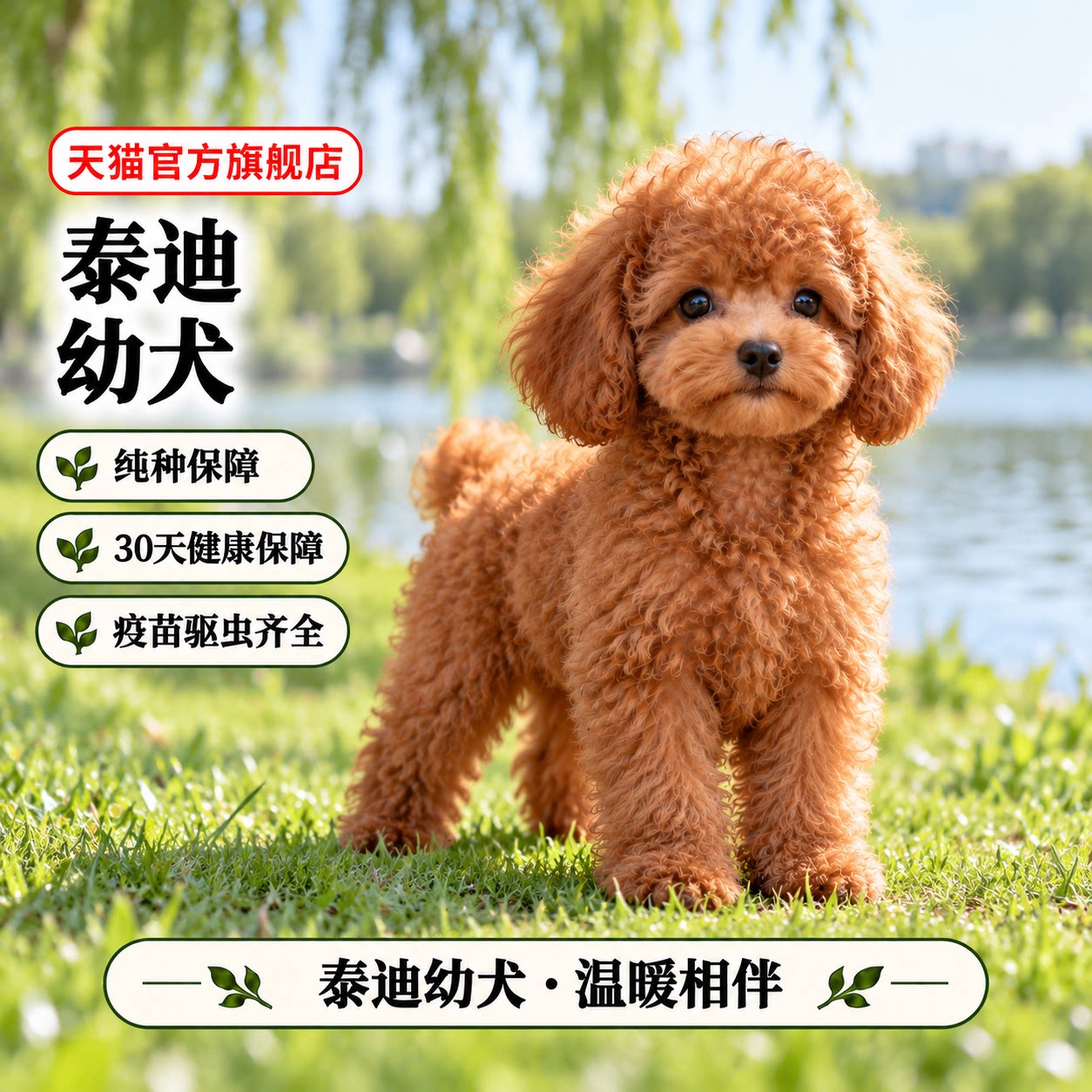 香槟色活体小型犬贵宾犬宠物狗