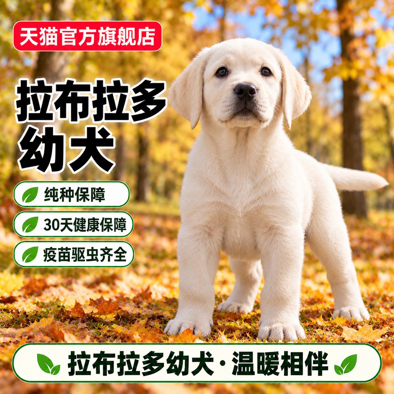 米白体陪伴宠物狗听话警犬忠诚