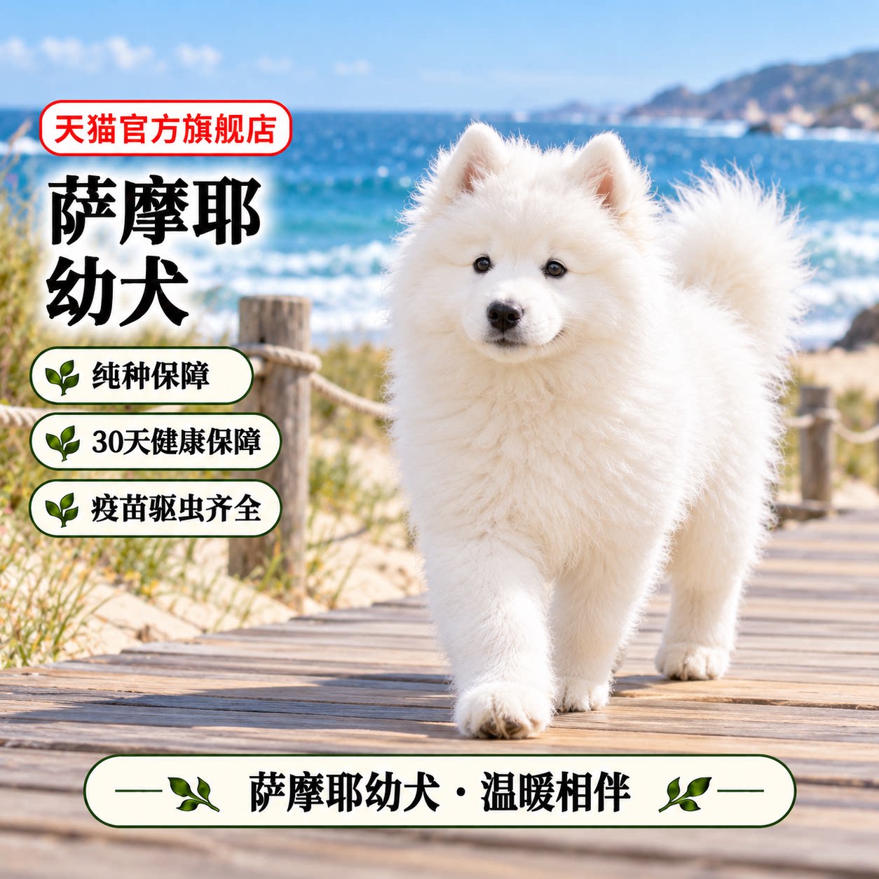 萨摩耶雪橇犬大型犬活体宠物狗狗