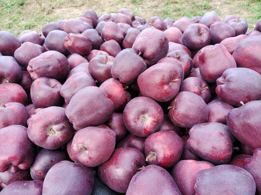 新鲜水果甘肃秦安苹果黄元帅花牛富士混搭套装包邮