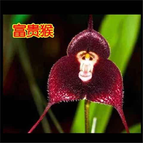 稀有兰花品种名贵稀有猴面小龙兰花办公室阳台花卉盆栽绿植.