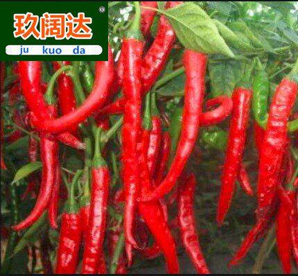 辣椒青椒朝天椒专用叶面肥辣椒膨大拉直三不落保花保果靓果包邮