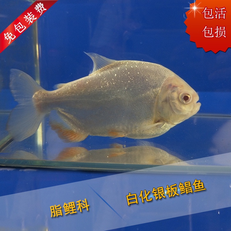 红眼白子银板大白鲳新手混养好养淡水宠物鱼热带鱼观赏鱼鱼苗包邮