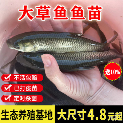 草鱼鱼苗草皖鱼小鱼苗活体活鱼苗四大家鱼淡水养殖食用饲料草鱼苗