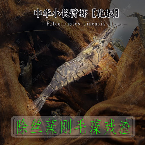 中华小长臂花腰虾鱼缸除藻清理残渣冷水宠物观赏黑壳虾大号工具虾