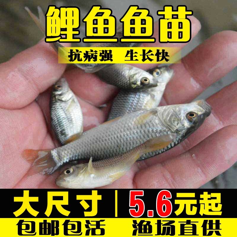 鲤鱼苗淡水鱼塘养殖特大稻花鱼稻鱼