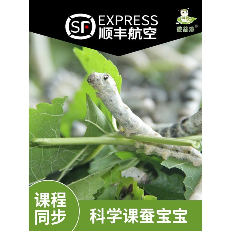蚕宝宝活体蚕卵学生科学养蚕套装春蚕籽种彩色茧子蝉活物桑叶顺丰