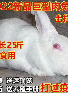 兔子大型巨型肉兔子新西兰兔子比利时幼崽兔活小白兔活物兔苗肉兔