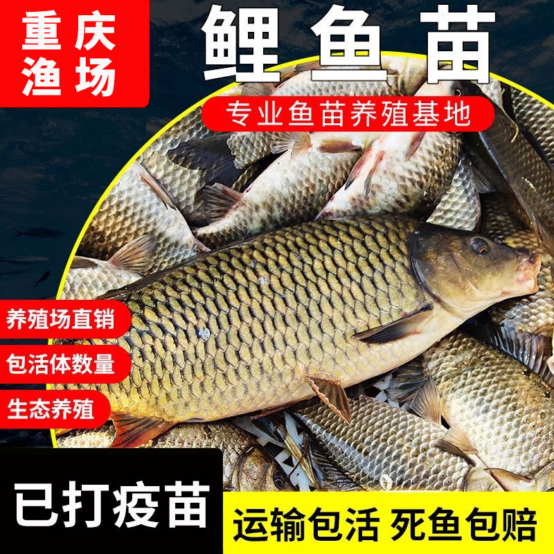 鲤鱼苗淡水鱼塘养殖大稻花鱼稻田鲤建鲤花背小鱼苗红尾鲤鱼鱼苗