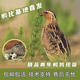 鹌鹑活苗10只下蛋鸟青年黄羽鹌鹑种鸡下蛋繁殖活物阳台宠物包邮