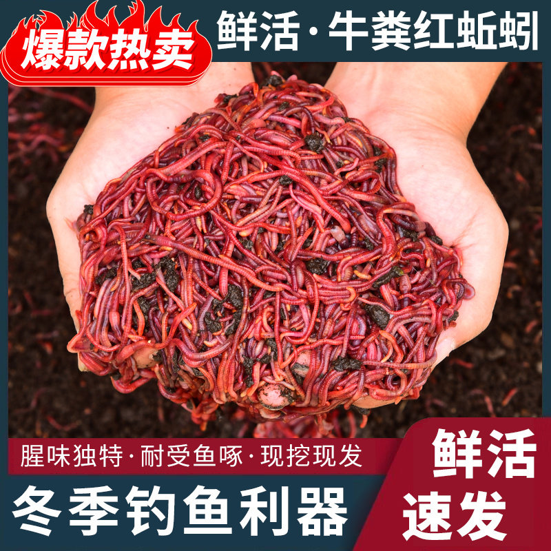 大号鲜活牛粪红蚯蚓活饵盒装垂钓活饵/谷麦饵等饵料