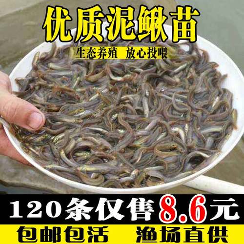 泥鳅苗活饵饲料鱼观赏鱼