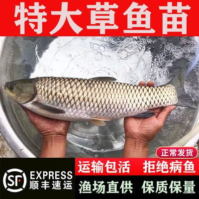 草鱼鱼苗淡水养殖食用活体小草鱼苗特大号半斤重活鱼苗皖鱼苗批