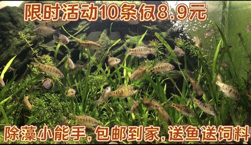 原生态冷水鱼条纹小鲃活体淡水小溪鱼二须鲃群游观赏好养耐养推荐