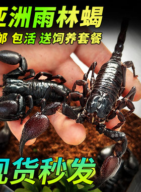 亚洲雨林蝎彼得异蝎热带超大黑蝎子爬宠昆虫