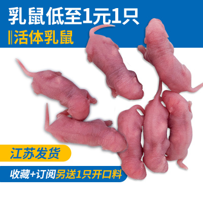 乳鼠活小白鼠宠物蛇红皮粉皮无菌爬虫宠物活饵饲料