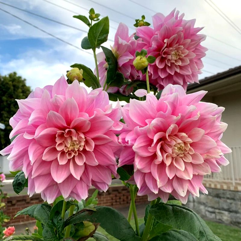 进口重瓣大丽花种球多年生大菊花地瓜花阳台庭院四季牛奶咖啡盆栽