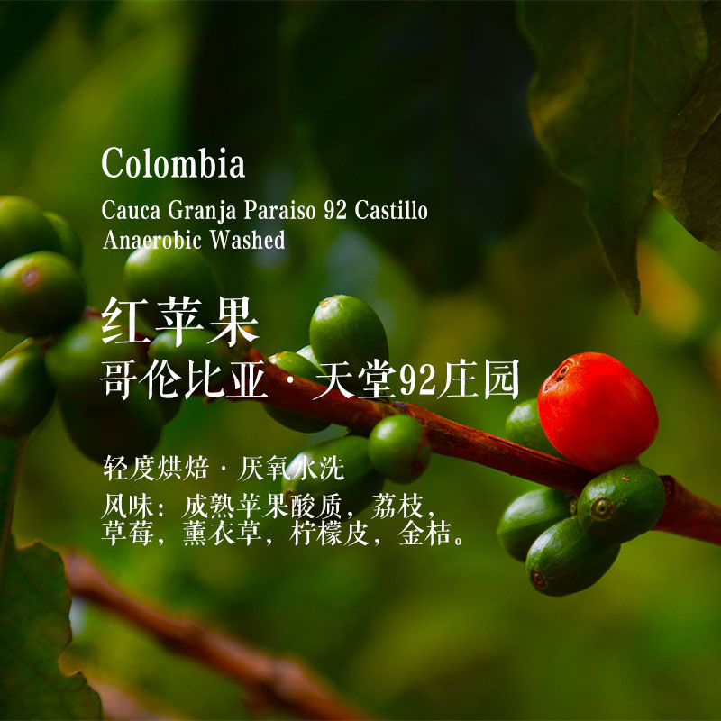天堂92庄园花香果酸甜手冲咖啡豆