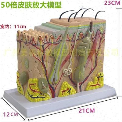 皮肤模型人体毛囊汗腺结构放大倍毛发生长立体层U次美容教学模具