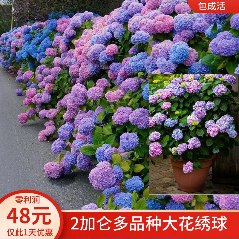 大花绣球花苗盆栽花卉植物室内好养的花四季开花不断无尽夏易成活 乐多多 大花绣球花苗盆栽花卉植物室内好养的花四季开花不断无尽夏易成活 乐多多