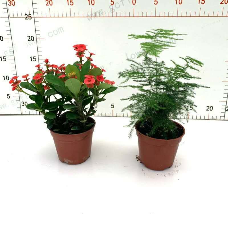 现货【铁海棠两盆9.99】四季开花不断好养活植物室内外盆栽虎刺梅