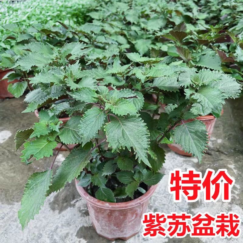 现货紫苏盆栽可食用紫苏叶烤肉香草薄荷庭院阳台好养易种四季清香