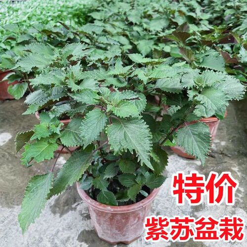 现货紫苏盆栽可食用紫苏叶烤肉香草薄荷庭院阳台好养易种四季清香