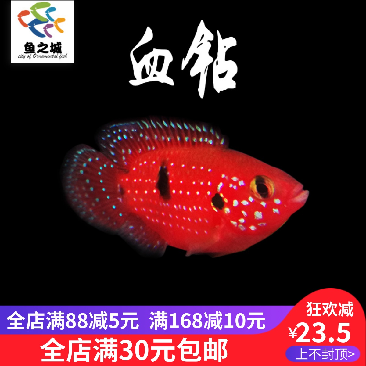 速发短鲷类钻血三湖慈鲷迷你鹦鹉凶猛小鱼热带观赏型包活好养