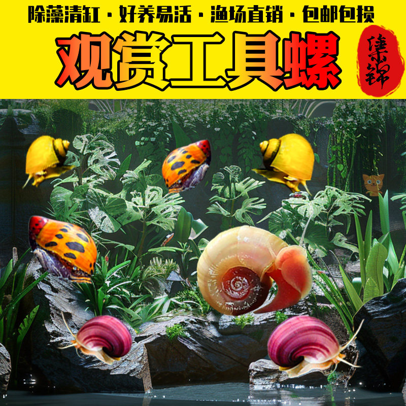 速发观赏螺型水号大螺冷鱼缸除藻淡水清洁工具螺蜗牛