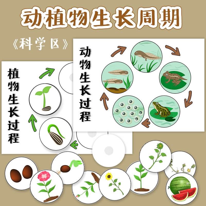 现货幼儿园科学区区域材料投放大班中班手工自制玩教具动植物成长