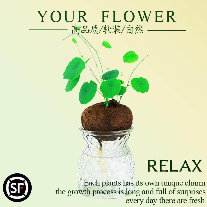 速发山水龟植物室内盆栽乌养易台活客厅金不换四季好养爬藤观叶绿