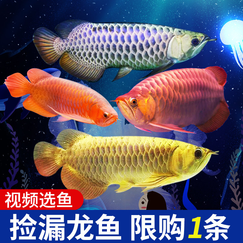 速发金龙鱼鱼鱼苗幼小龙鱼幼苗大号半印热辣椒练手红龙活观赏鱼尼